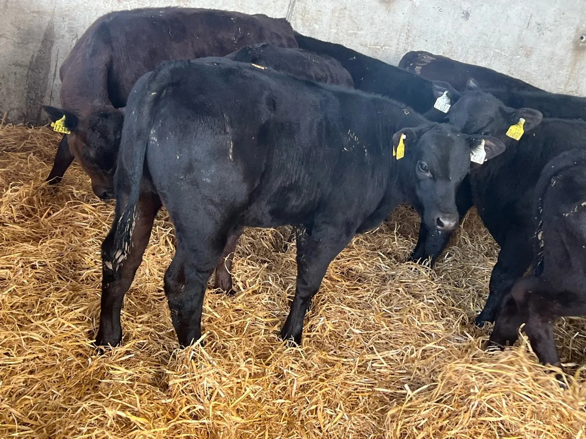 Aberdeen Angus Runners - Image 4