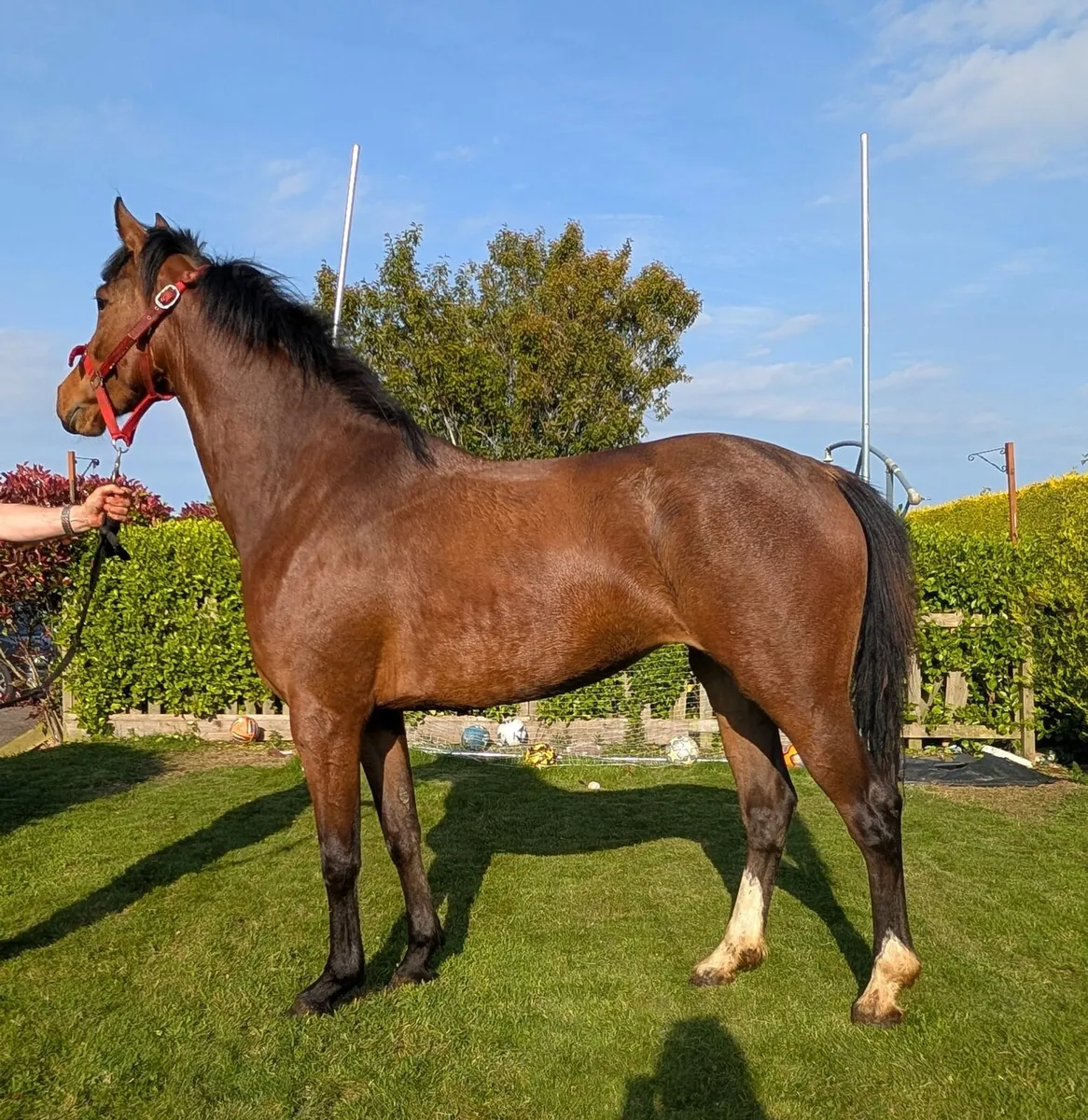 3 year old filly - Image 3