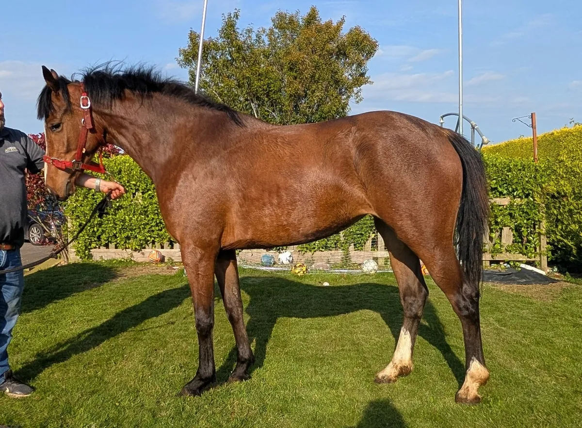 3 year old filly - Image 1