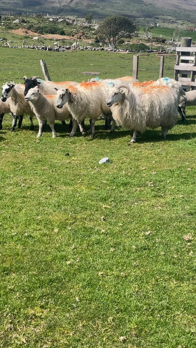 Ewes and lambs - Image 1