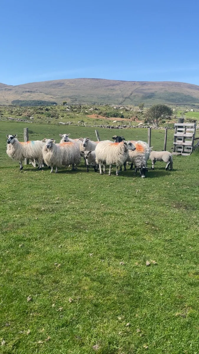 Ewes and lambs - Image 2