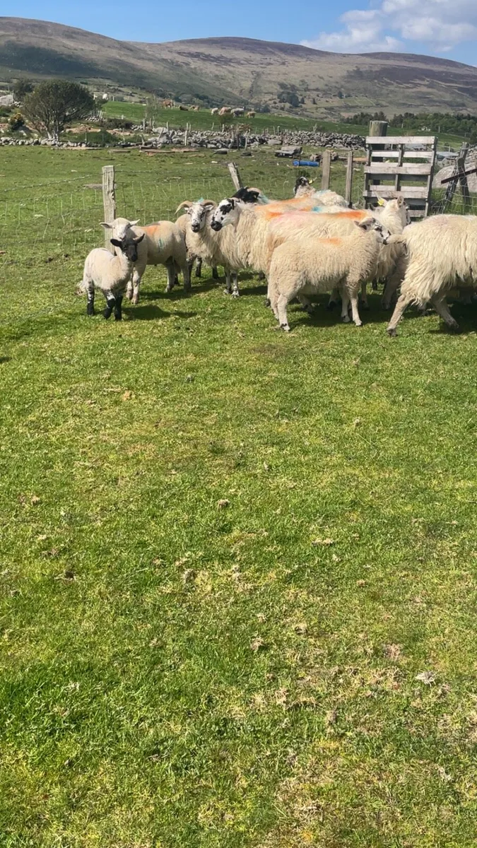 Ewes and lambs - Image 3