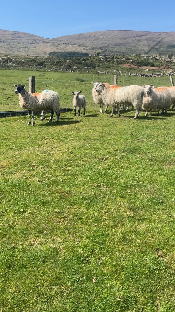 Ewes and lambs - Image 4