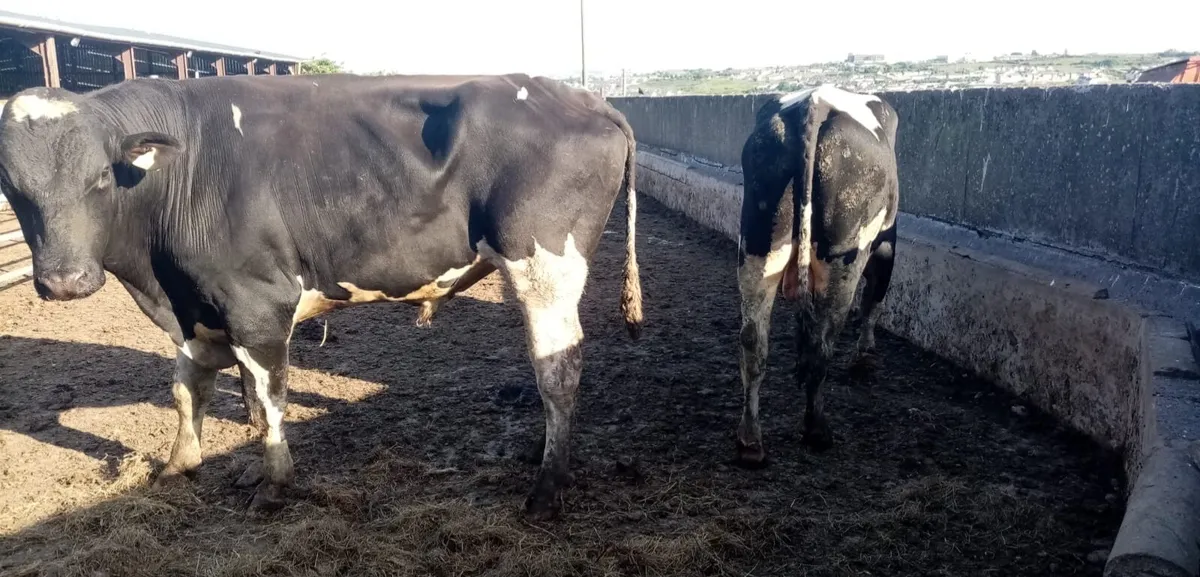 Bulls Bulls - Image 2