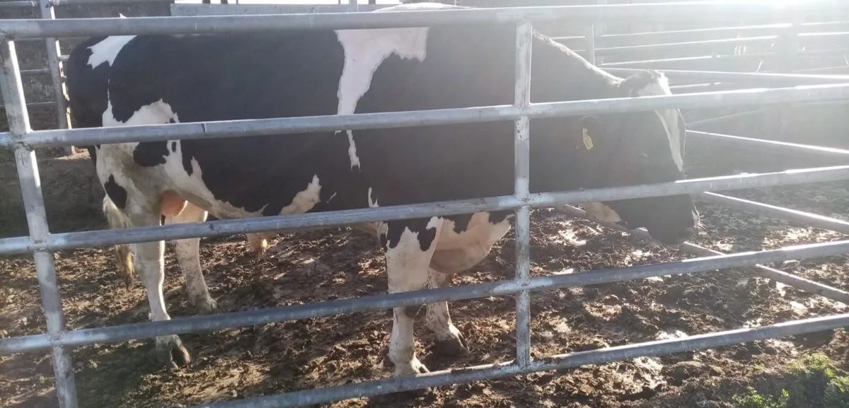Bulls Bulls - Image 3