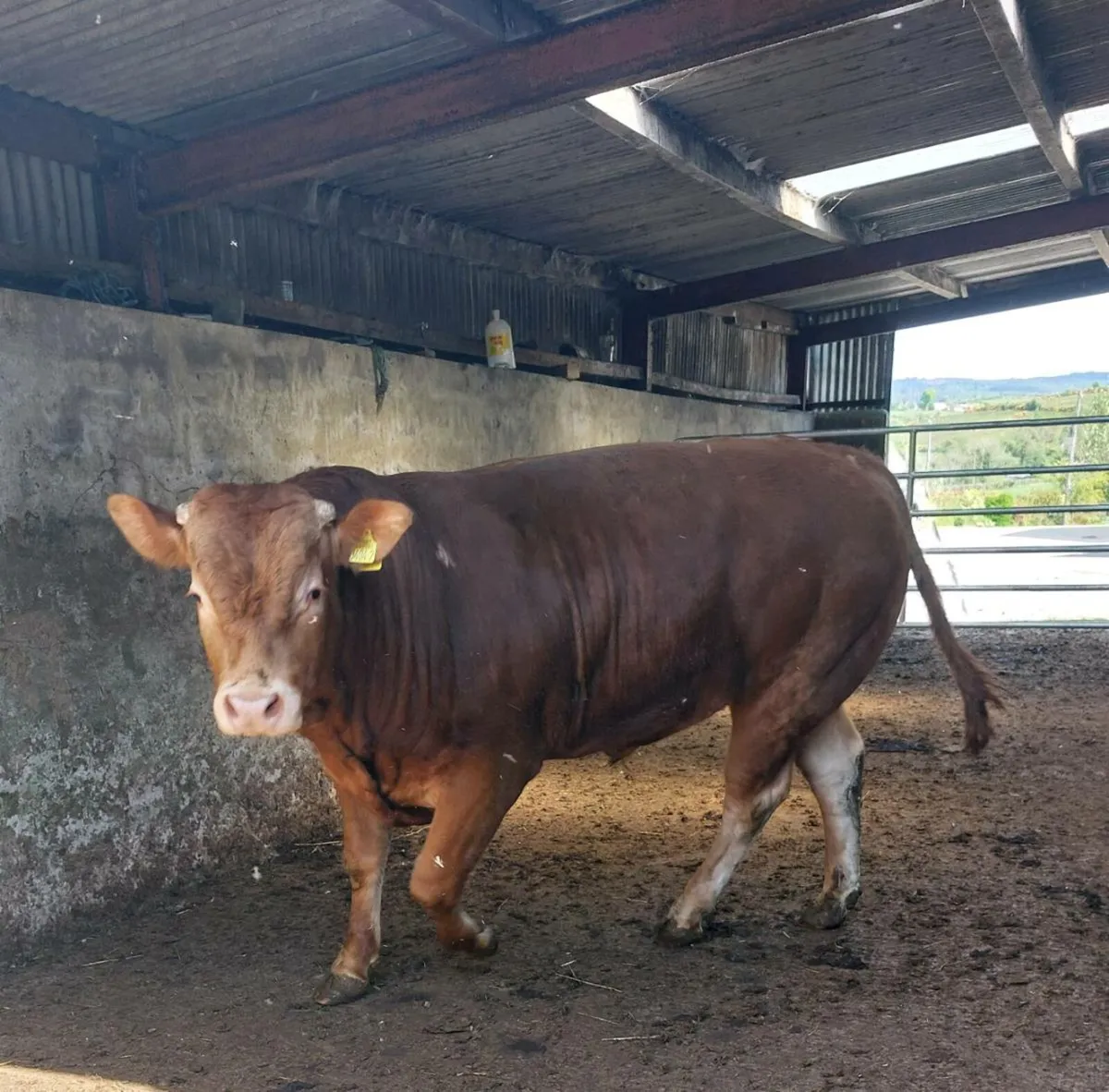 Limousin Bull - Image 1