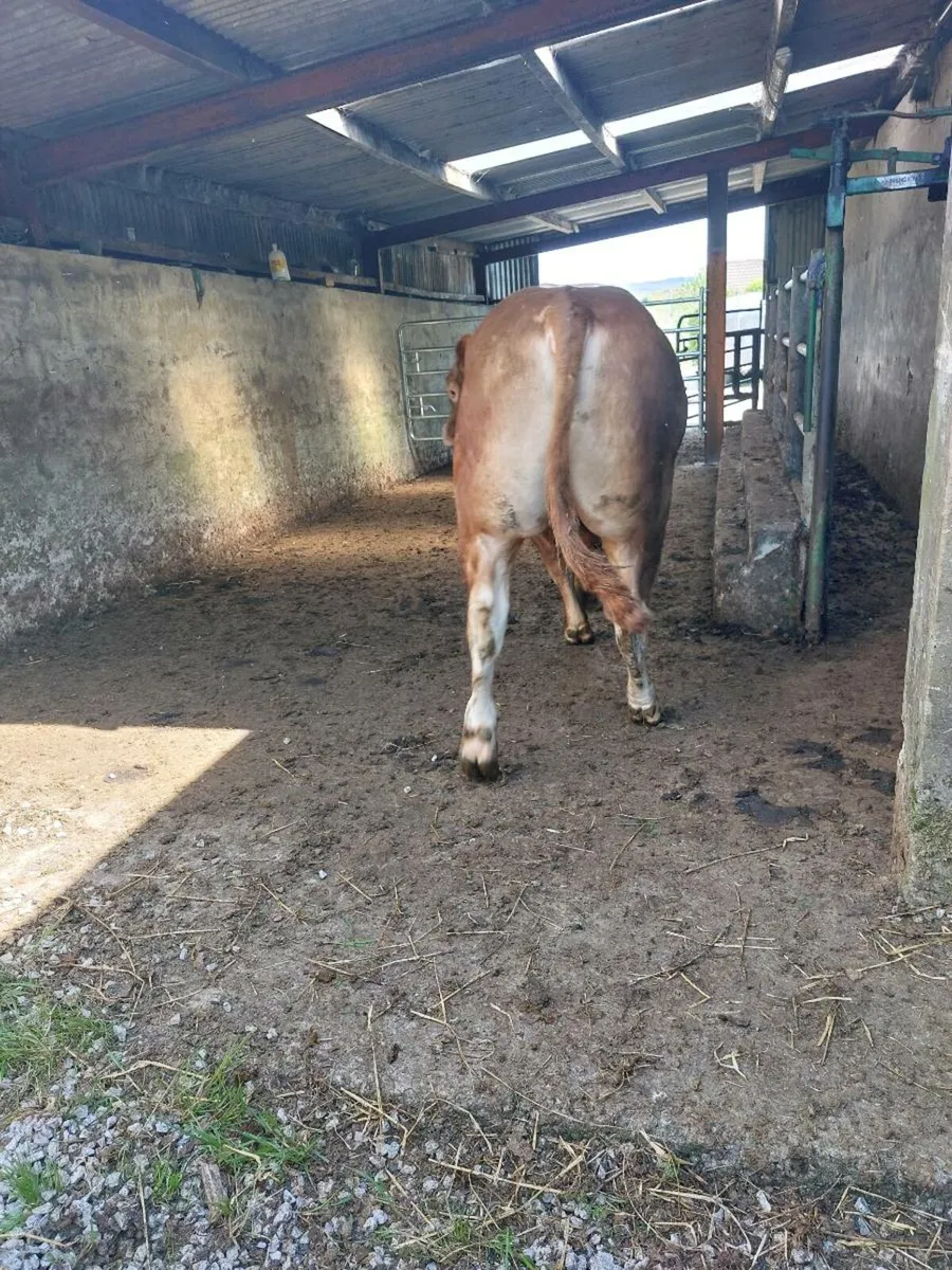 Limousin Bull - Image 3