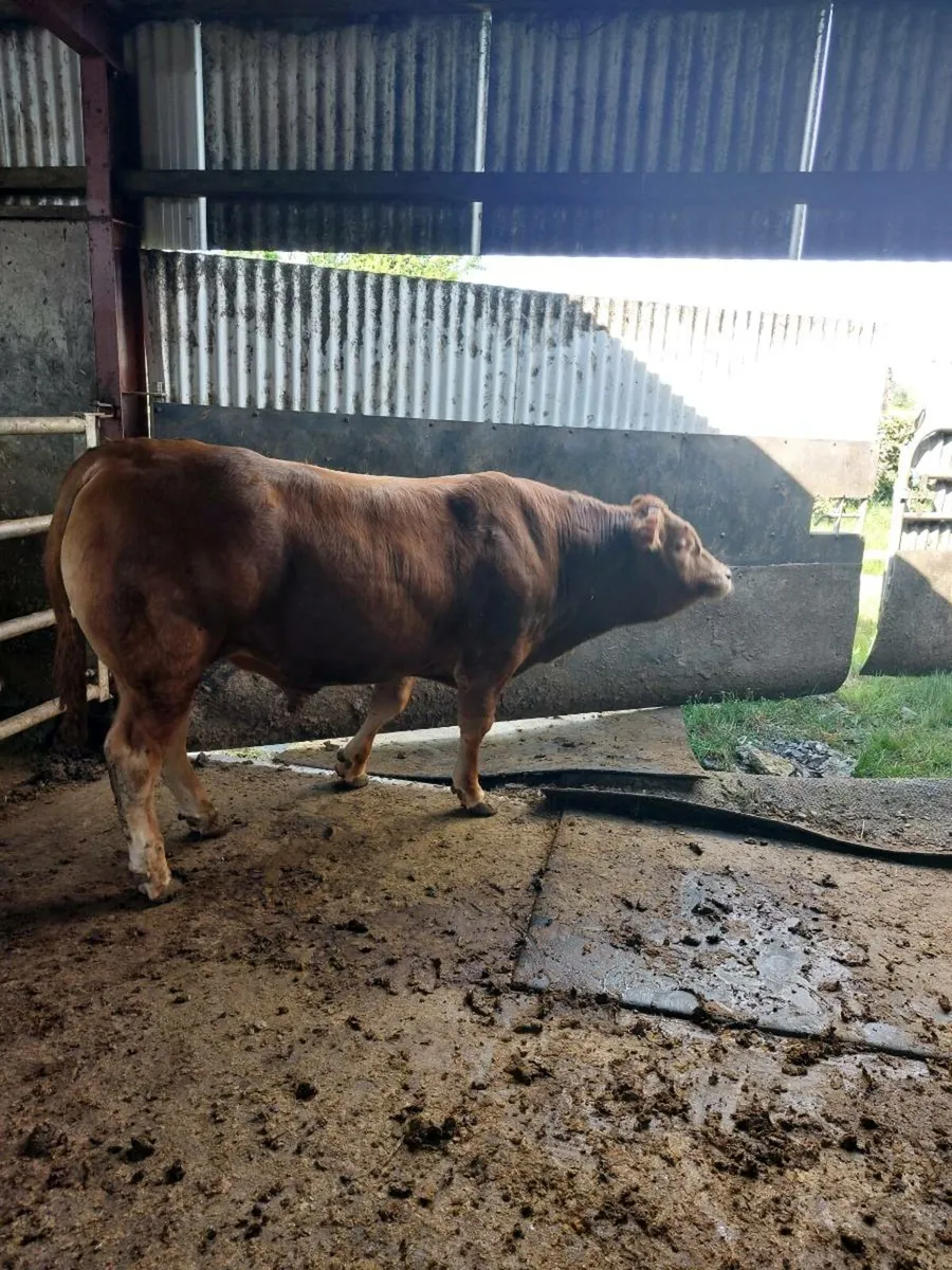 Limousin Bull - Image 4