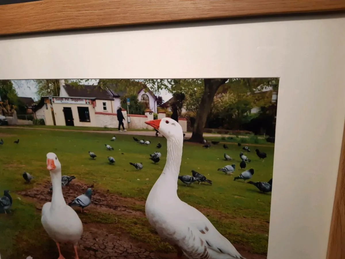 The Lough, Cork - Image 2