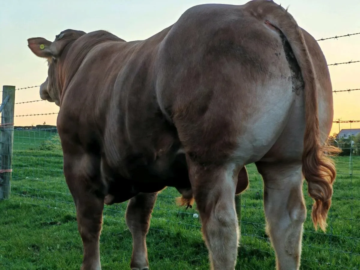 Super Limousin Bulls - Image 1