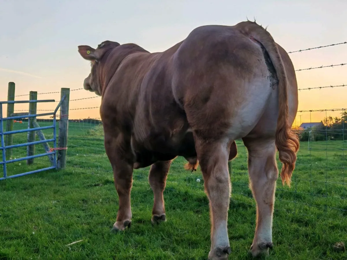 Super Limousin Bulls - Image 2