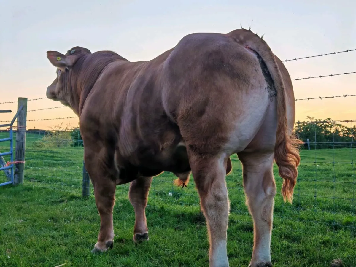 Super Limousin Bulls - Image 3