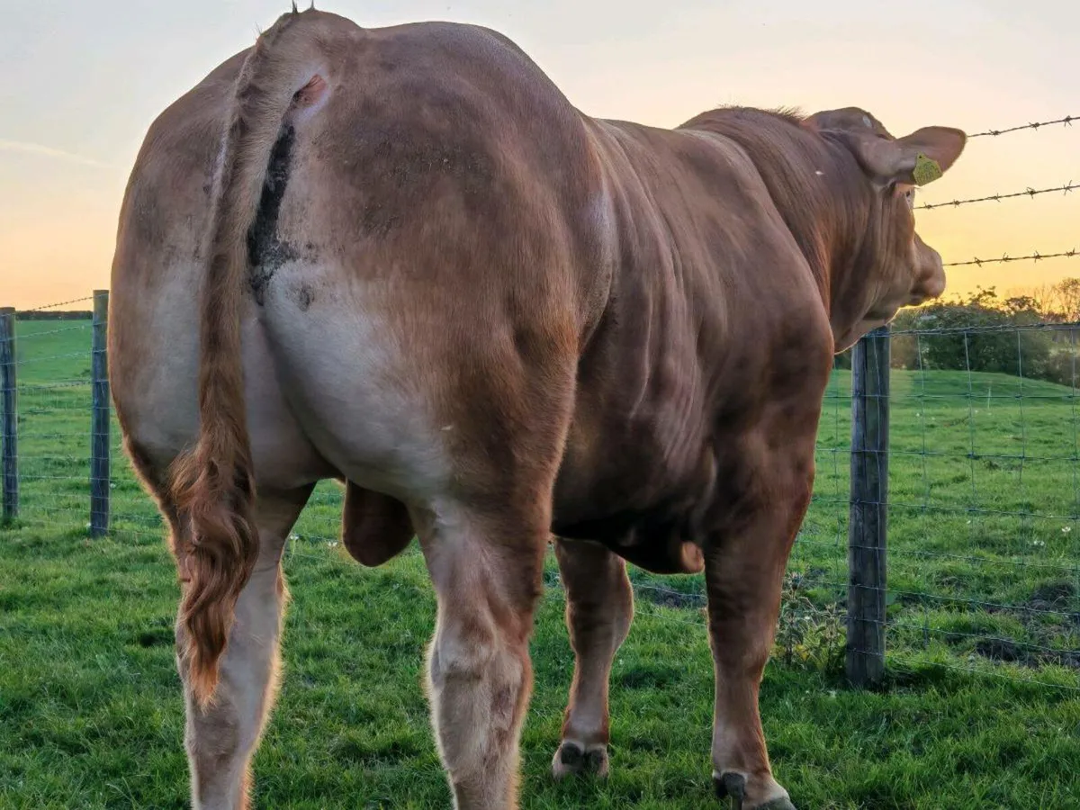 Super Limousin Bulls - Image 4