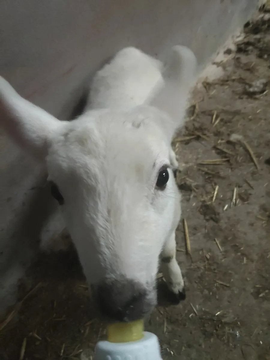 Only one left Pet lambs - Image 1