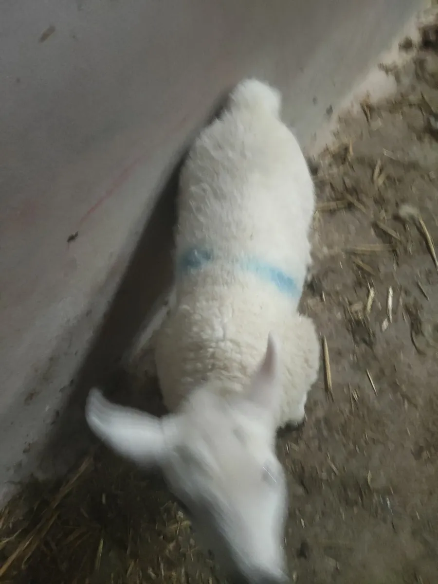 Only one left Pet lambs - Image 2