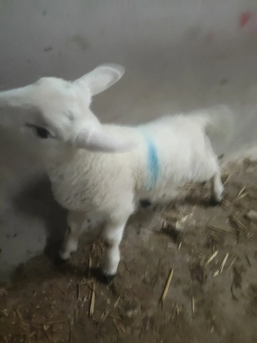 Only one left Pet lambs - Image 3