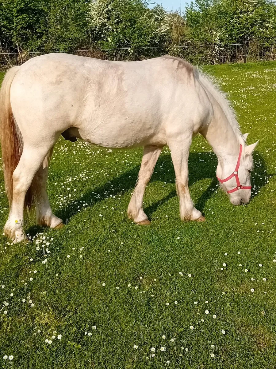 Gorgeous 2yr old palomino gelding - Image 2