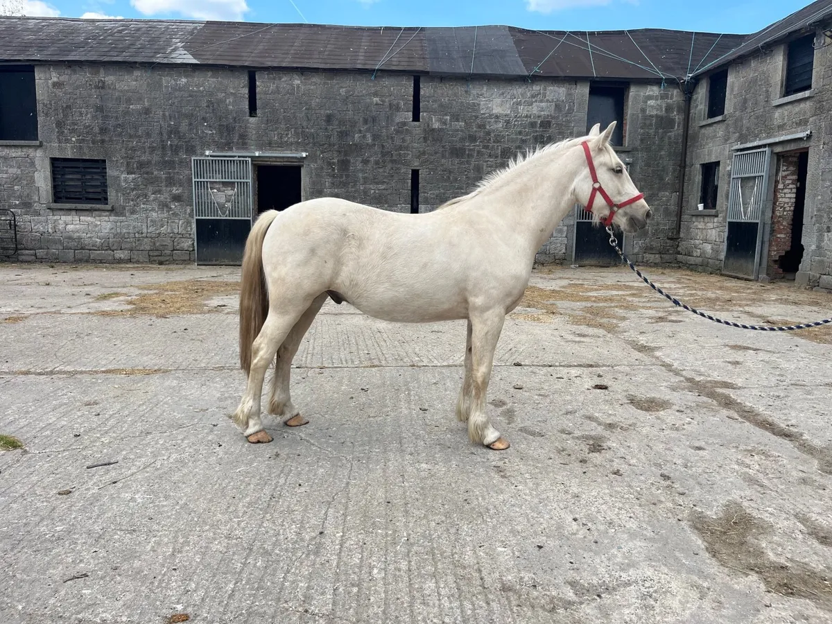 Gorgeous 2yr old palomino gelding - Image 3