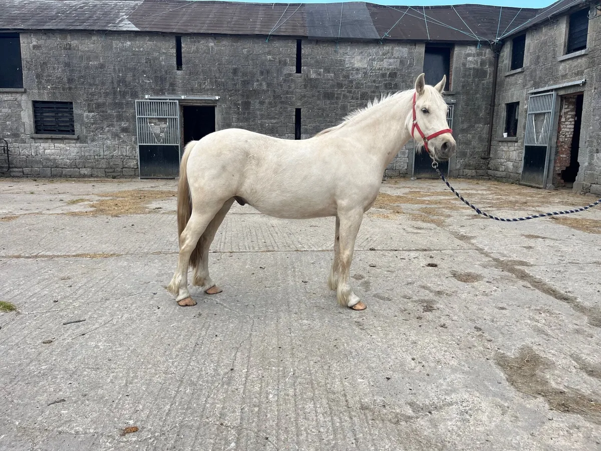 Gorgeous 2yr old palomino gelding - Image 1
