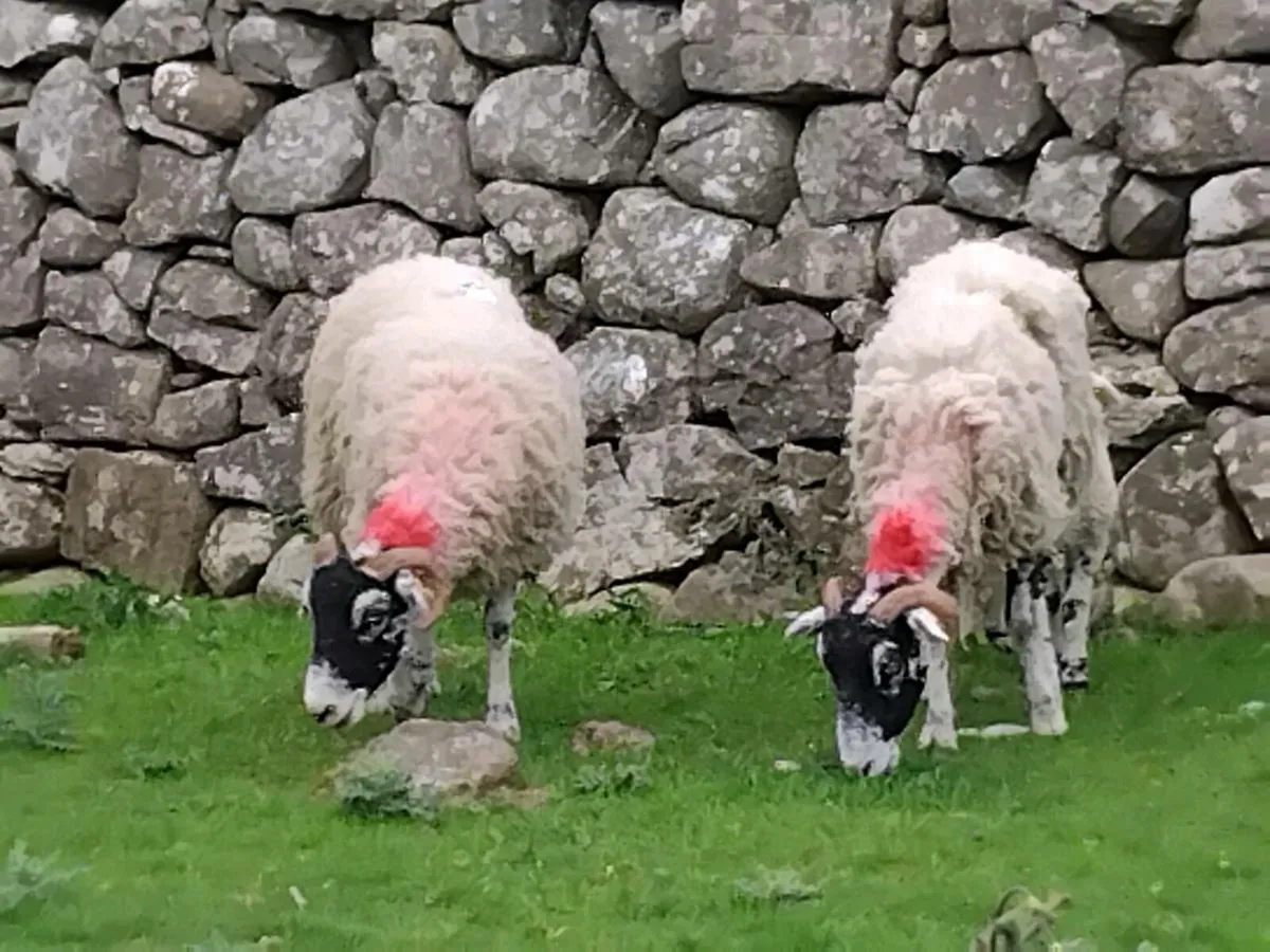 2 Pb Swaledale Ewes & Lambs - Image 2