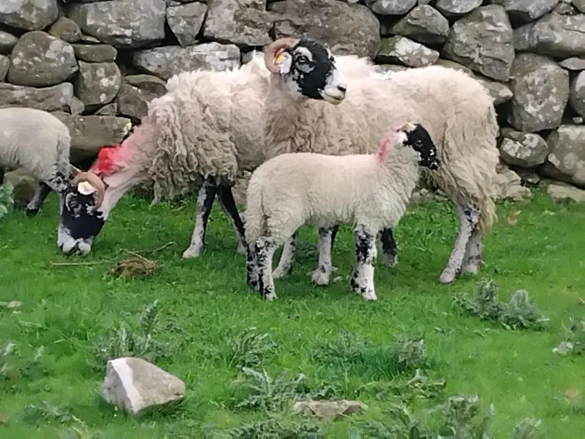 2 Pb Swaledale Ewes & Lambs - Image 1