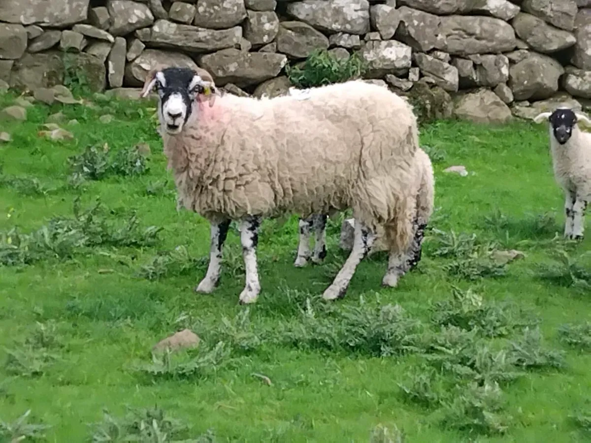 2 Pb Swaledale Ewes & Lambs - Image 4