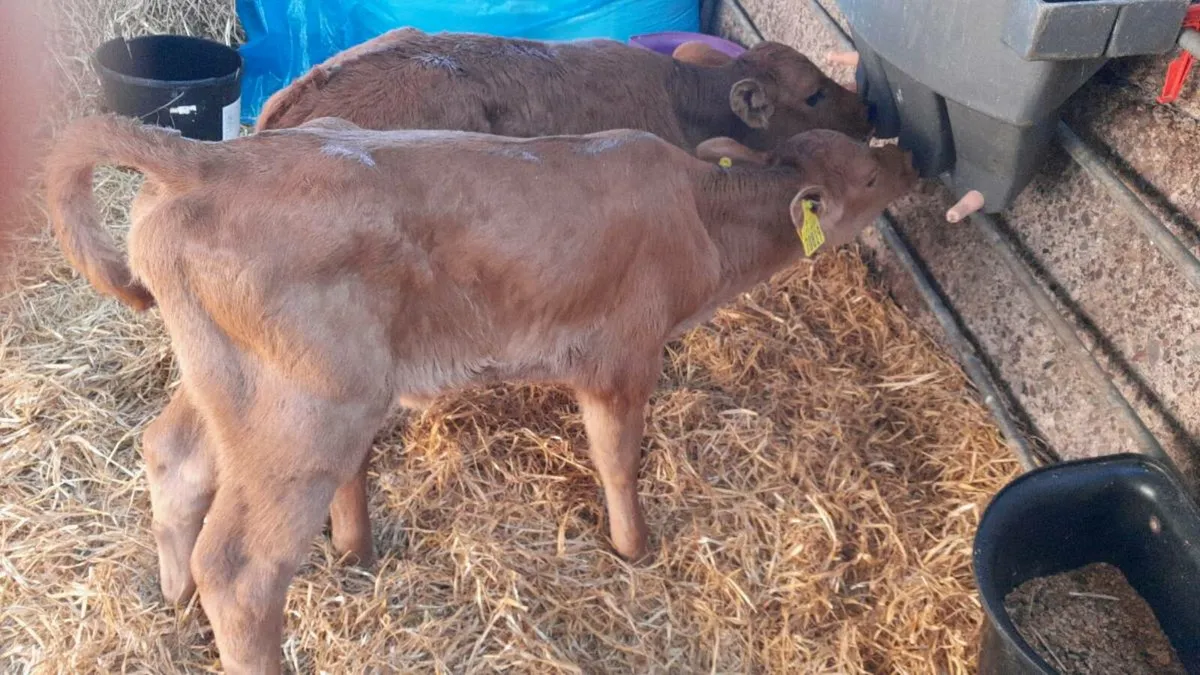 Calves limousin