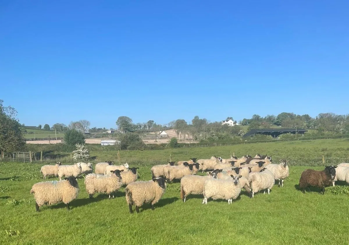 Ewe hoggets - Image 1