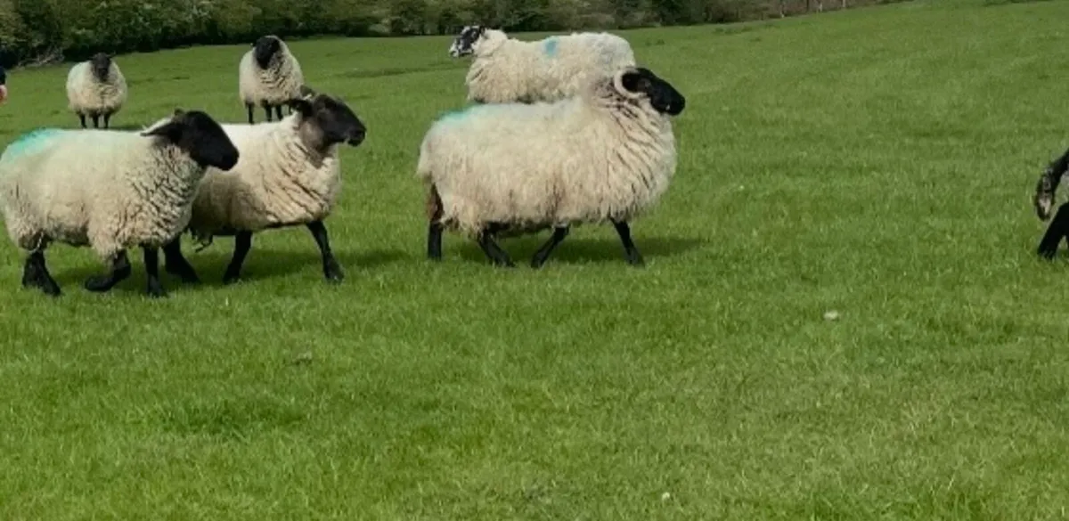 Ewe hoggets - Image 2