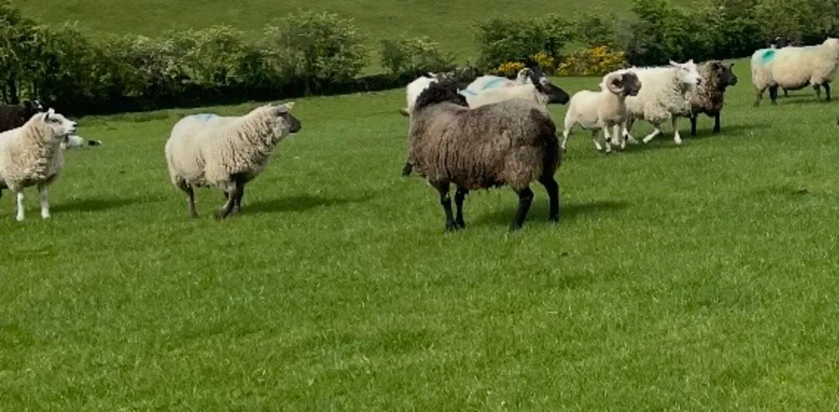 Ewe hoggets - Image 3