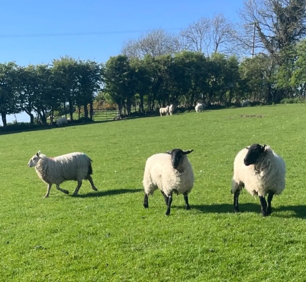 Ewe hoggets - Image 4