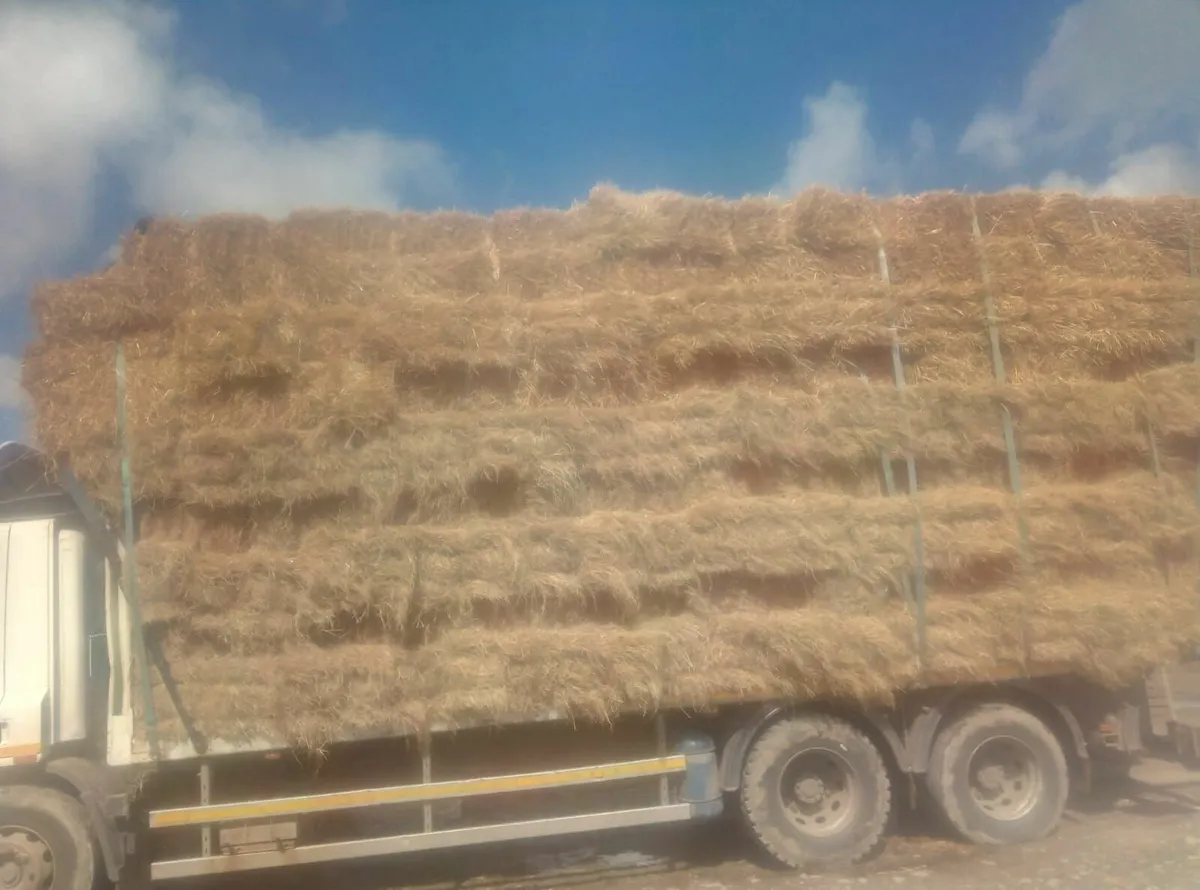 Small square bales of good quality hay - Image 2