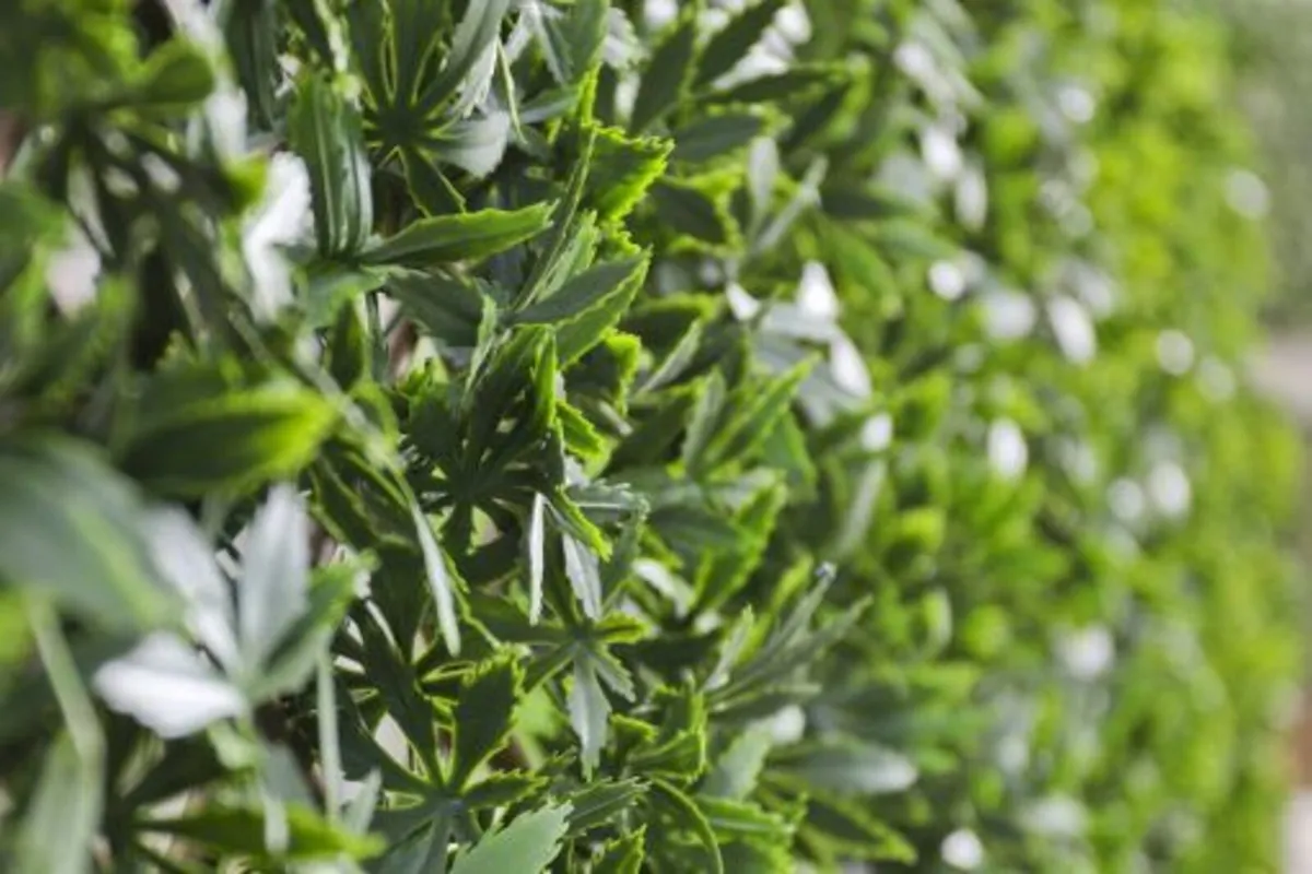 Wonder-Wal Green Acer Expandable Trellis
