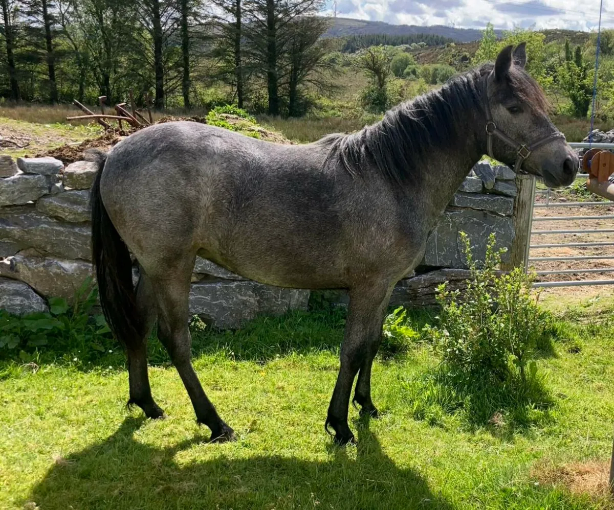 Yearling Connemara filly - Image 1