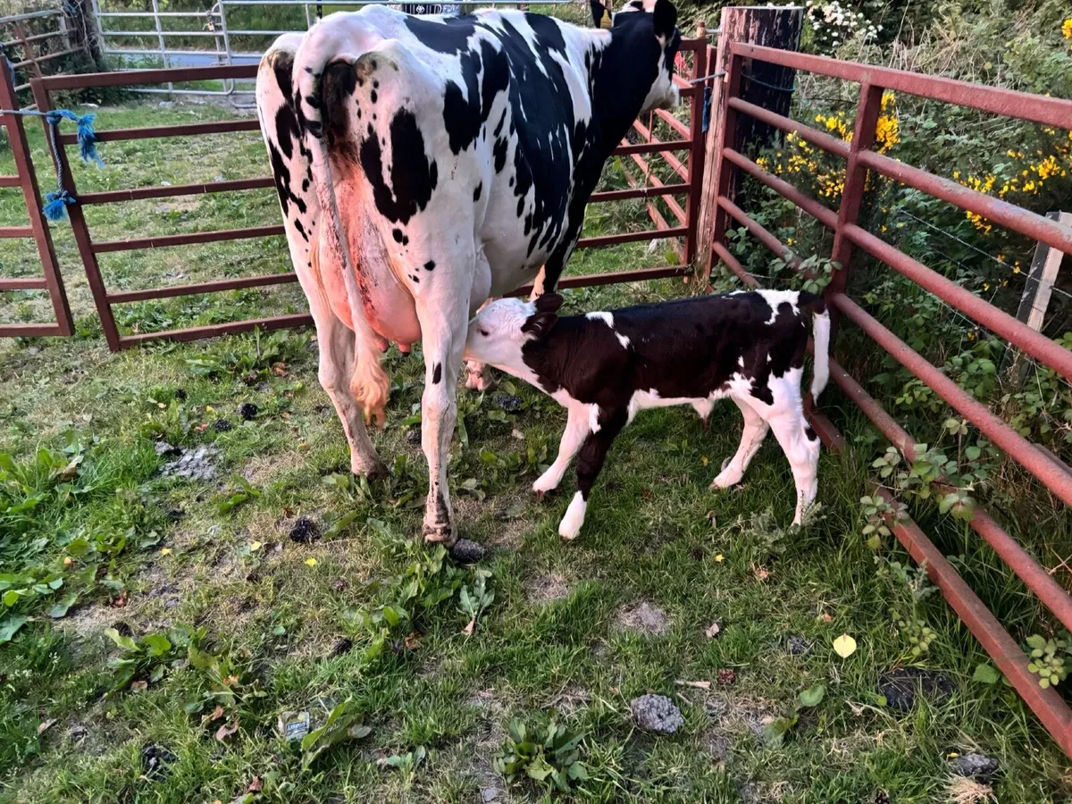 Cow and calf for sale - Image 1