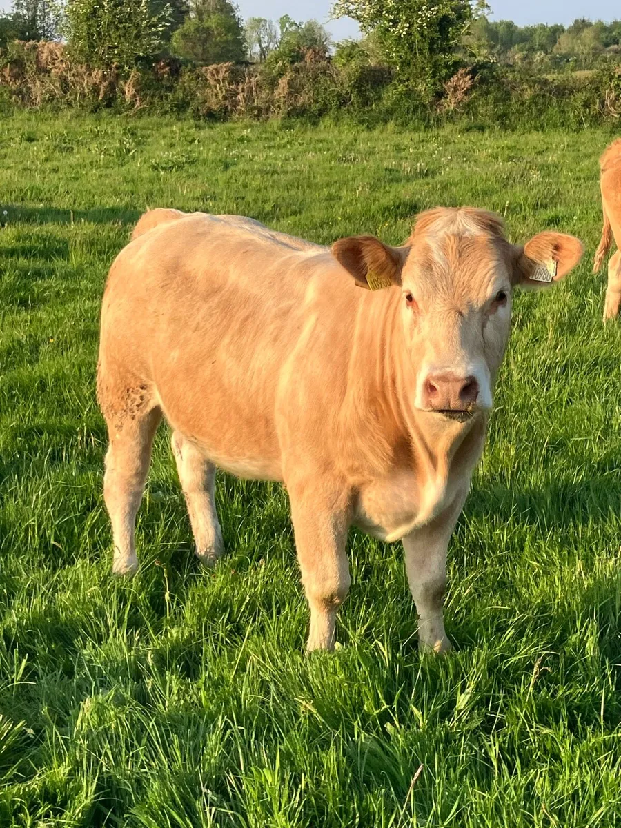 Show Type Heifers for Mountbellew Mart Fri 16th - Image 3