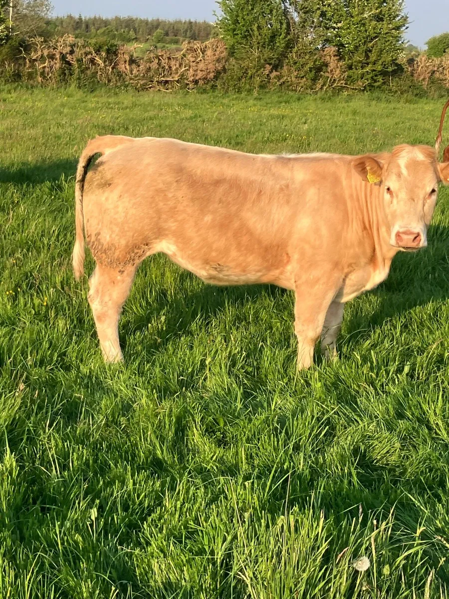 Show Type Heifers for Mountbellew Mart Fri 16th - Image 4