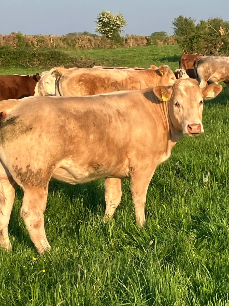 Show Type Heifers for Mountbellew Mart Fri 16th - Image 2