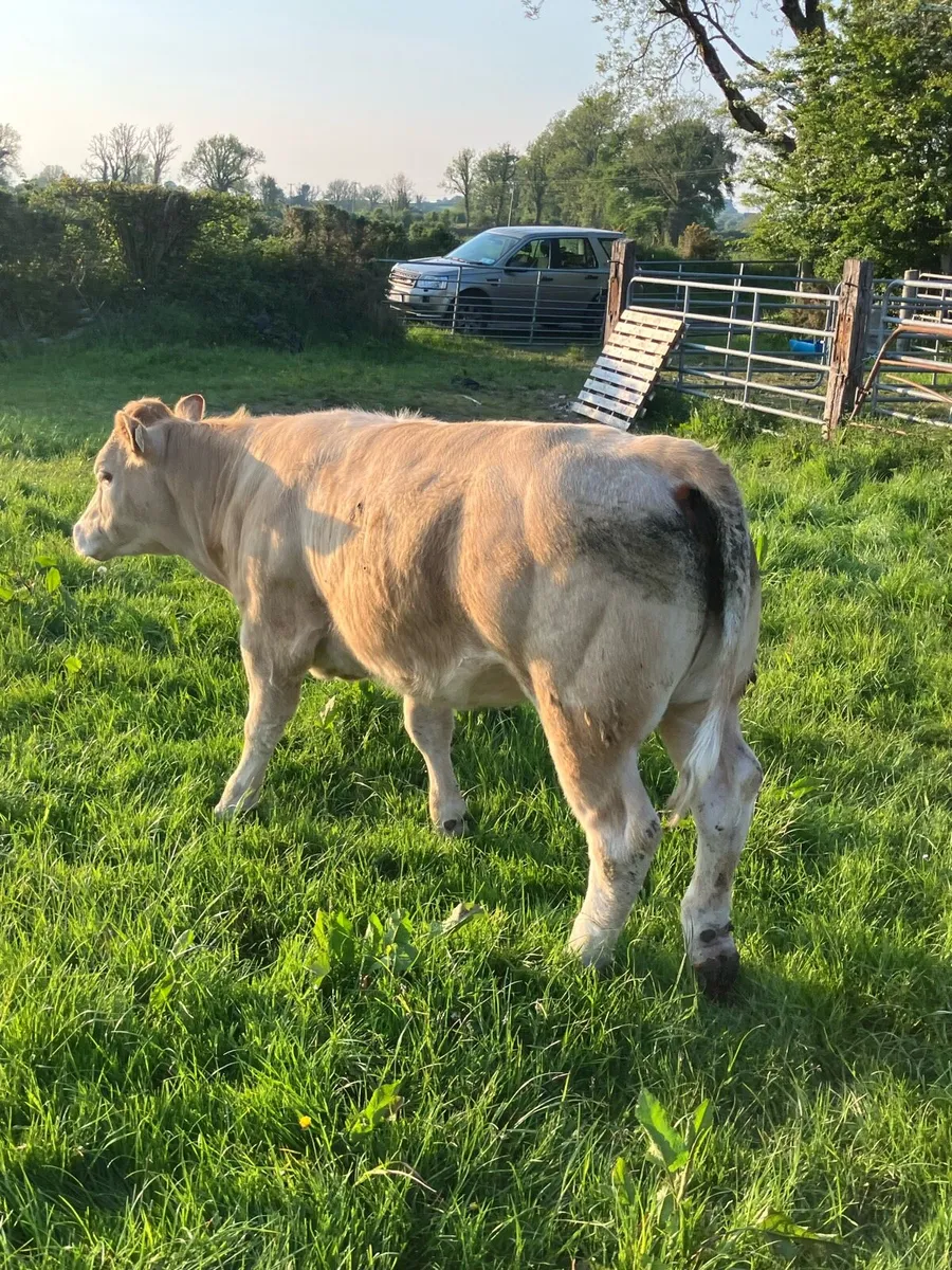 Show Type Heifers for Mountbellew Mart Fri 16th - Image 1