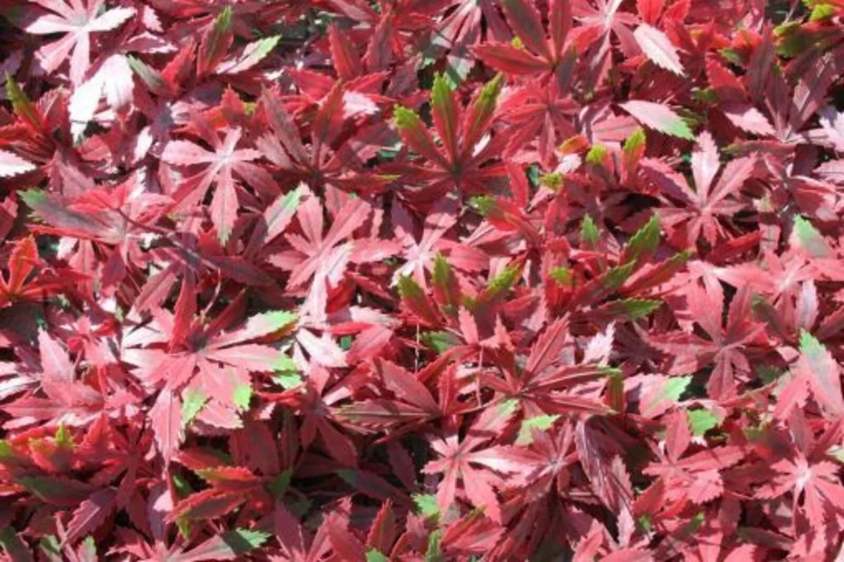 WonderWal Red Acer Wall Panel
