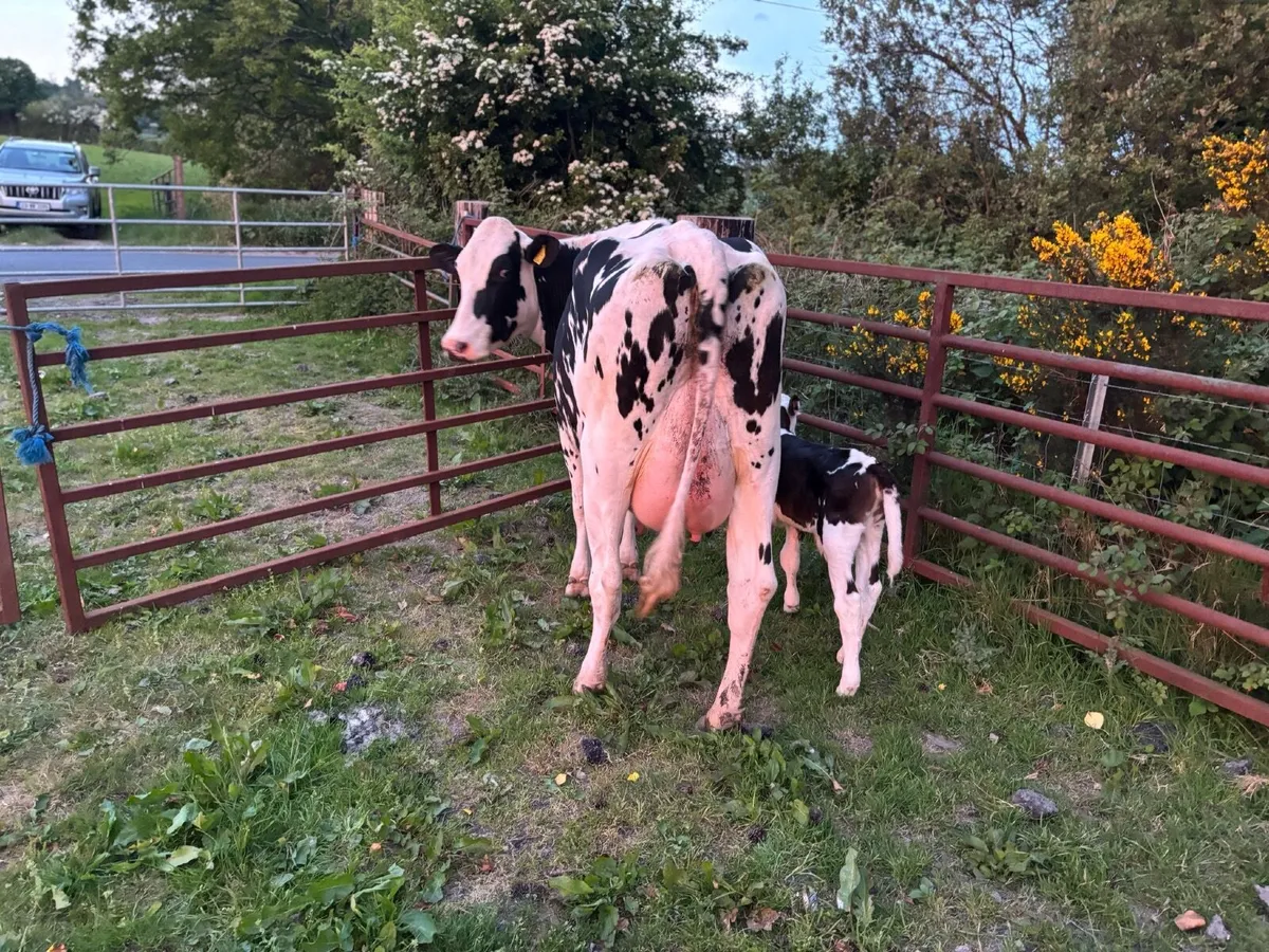Cow and calf for sale - Image 3