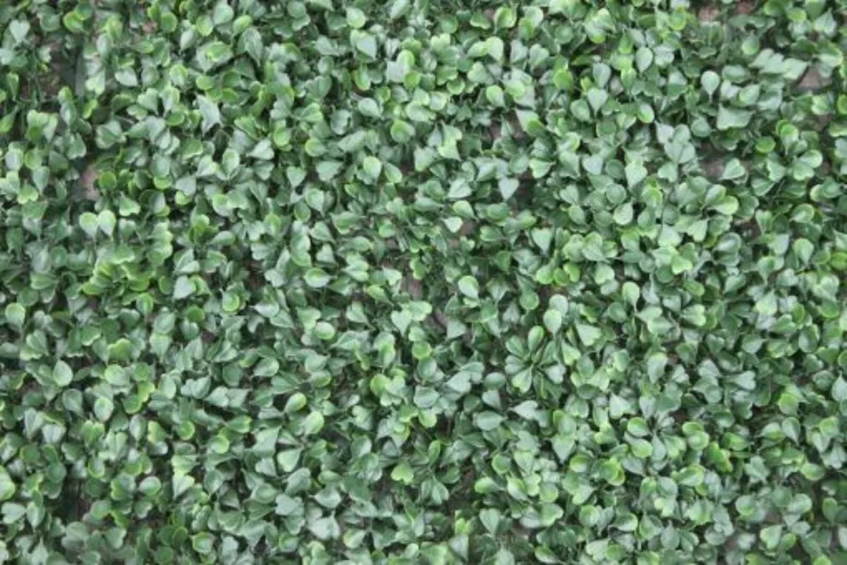 WonderWal Buxus Wall Panel