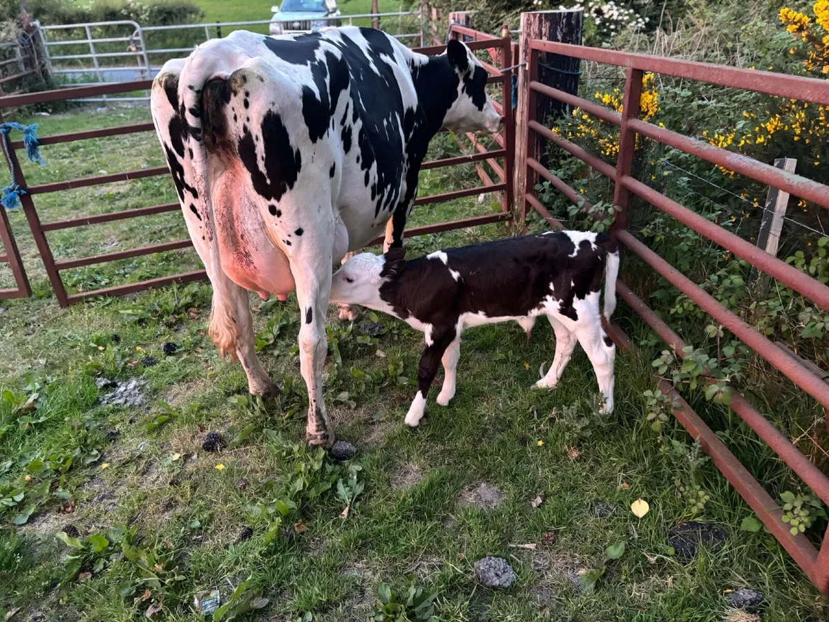 Cow and calf for sale - Image 4