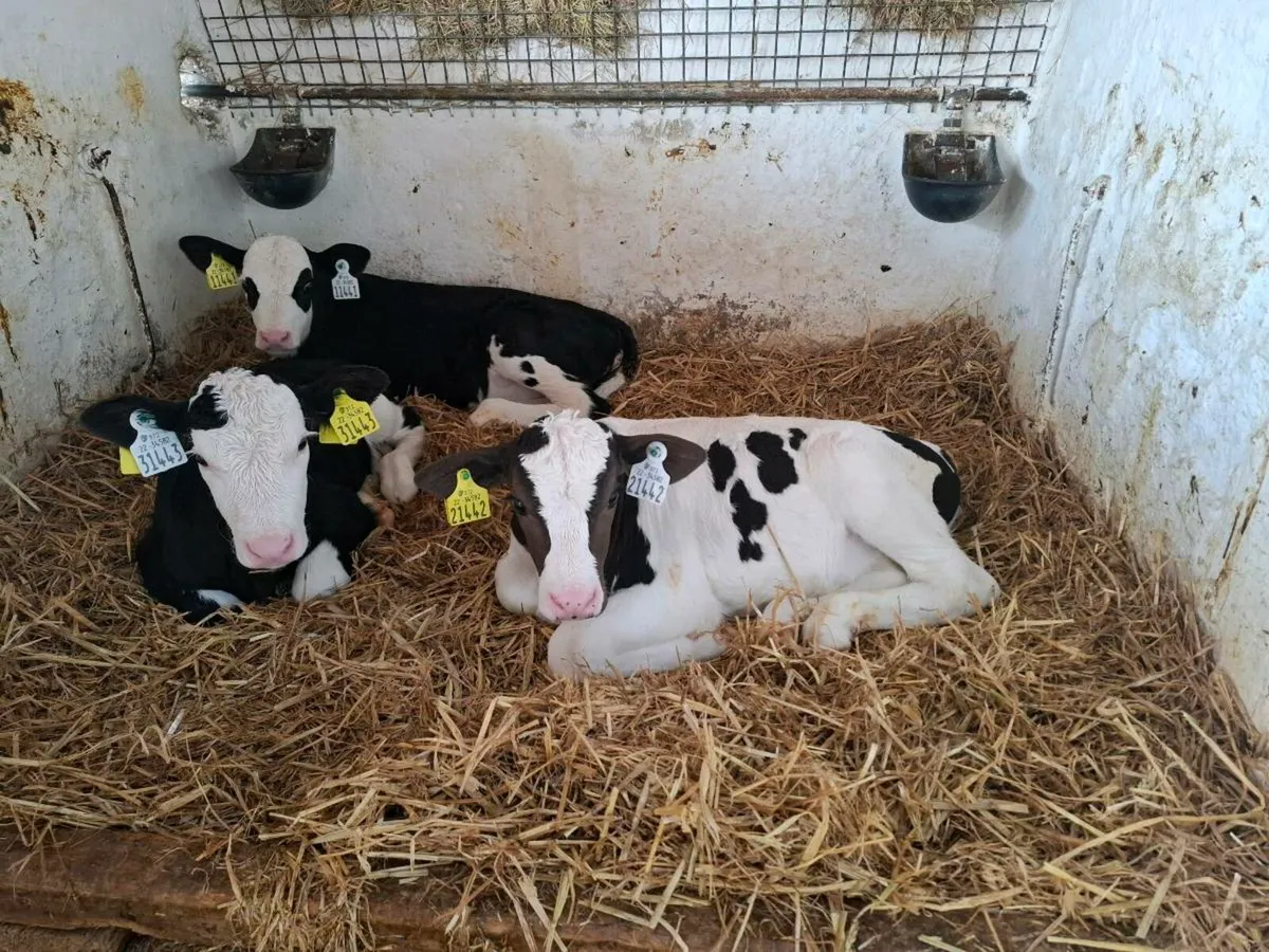 Simmental calves - Image 1