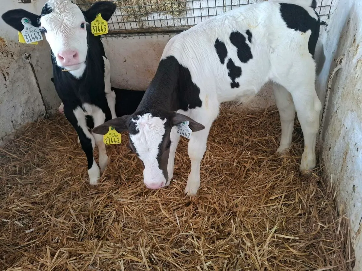 Simmental calves - Image 3