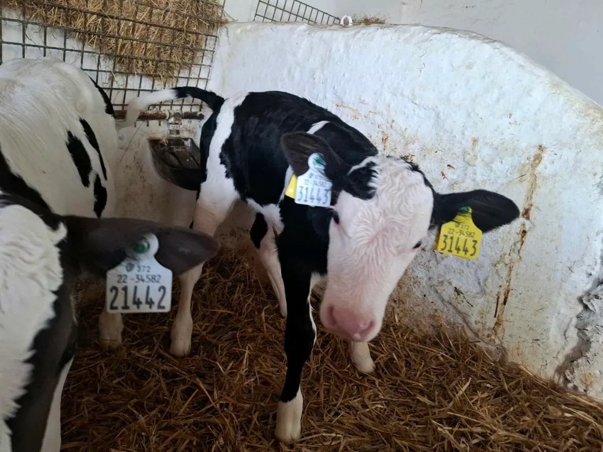 Simmental calves - Image 4