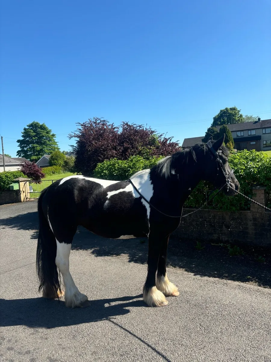 14h riding cob - Image 1