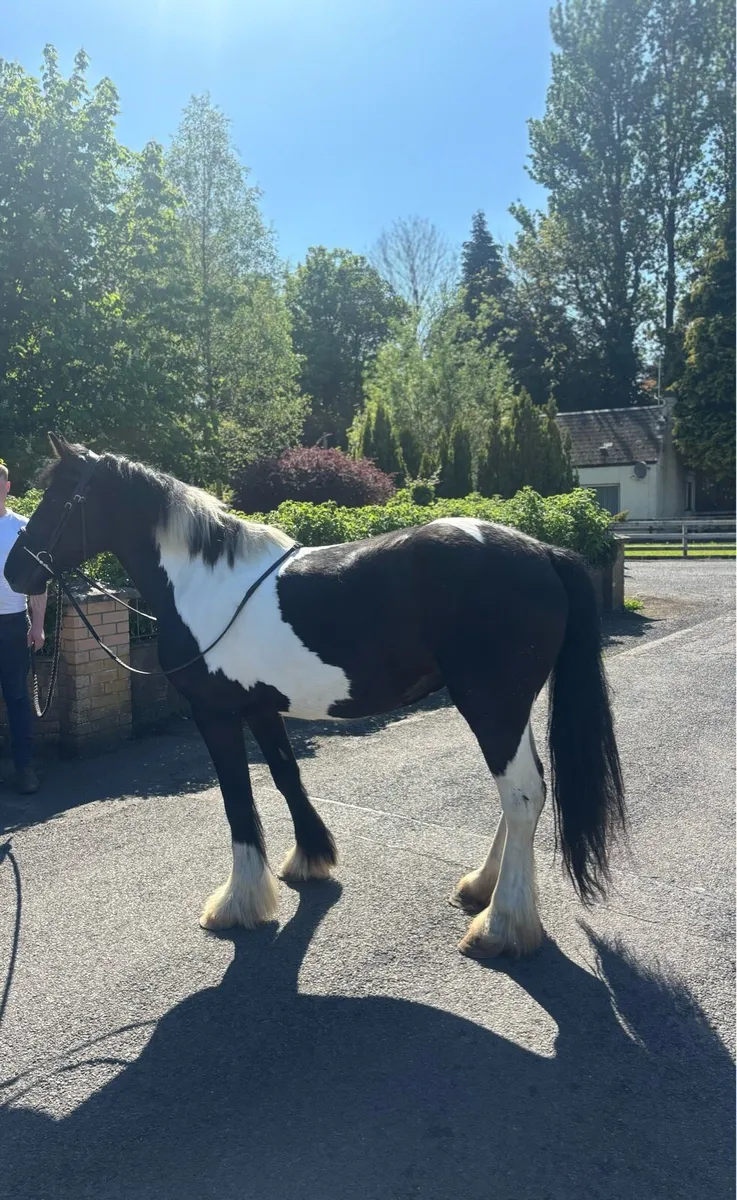 14h riding cob - Image 2