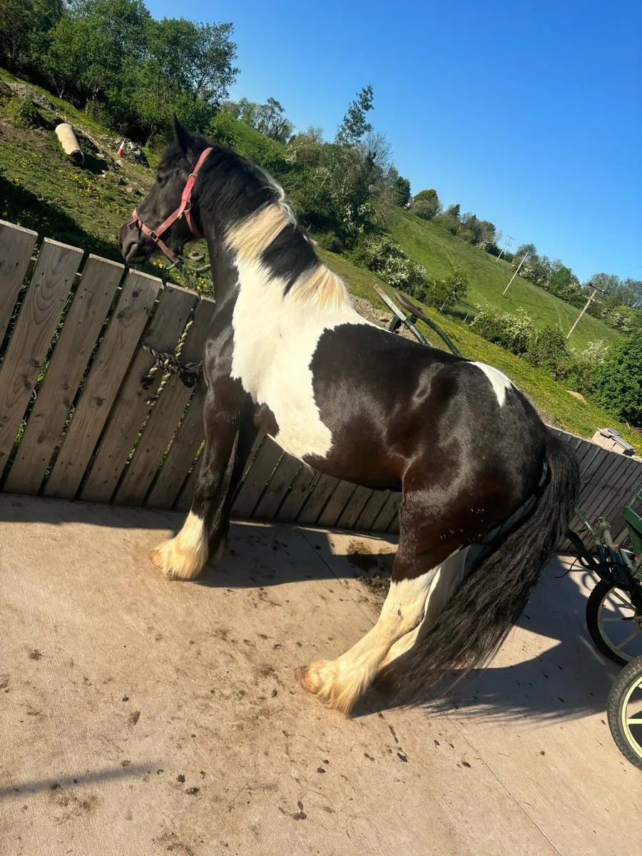 14h riding cob - Image 3
