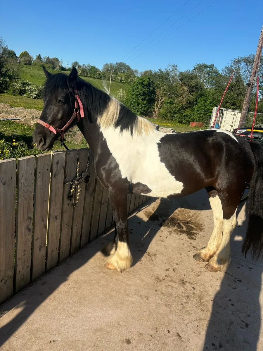 14h riding cob - Image 4